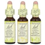 Original Flower Remedies, набор для фокусировки, ясность ума, 3 пипетки, 10 мл (0,35 жидк. унц.) — Bach